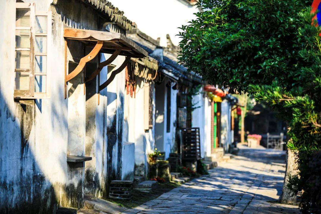 蒿坪毛尖中的叶绿素为什么会比一般茶叶多？